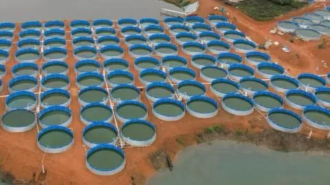 Flow through aquaculture system