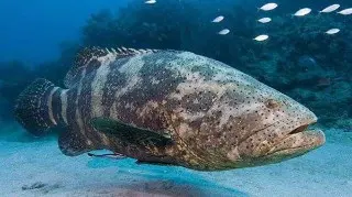 Grouper