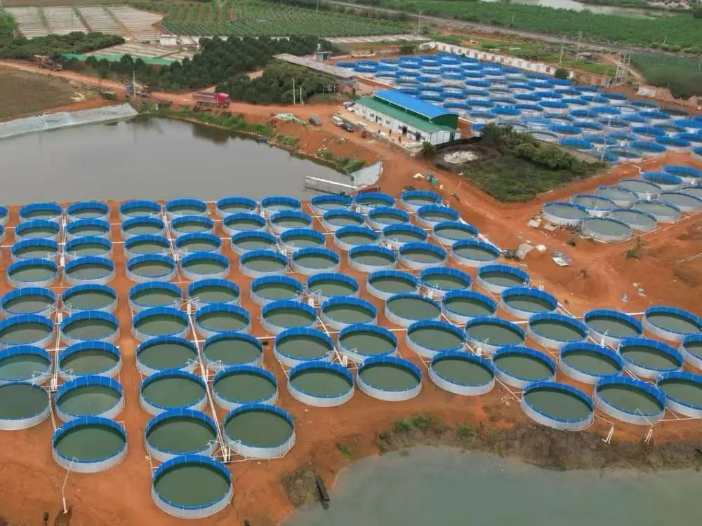 Outdoor Large-scale tilapia farm