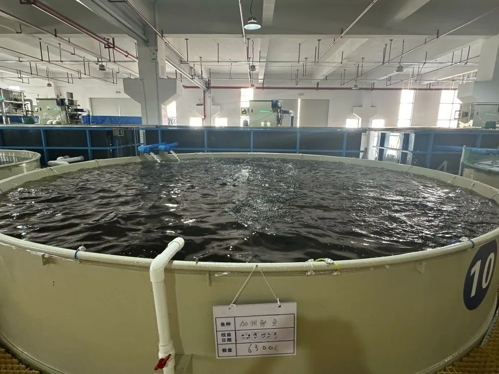 PP Fish Tank Project Showcase 1