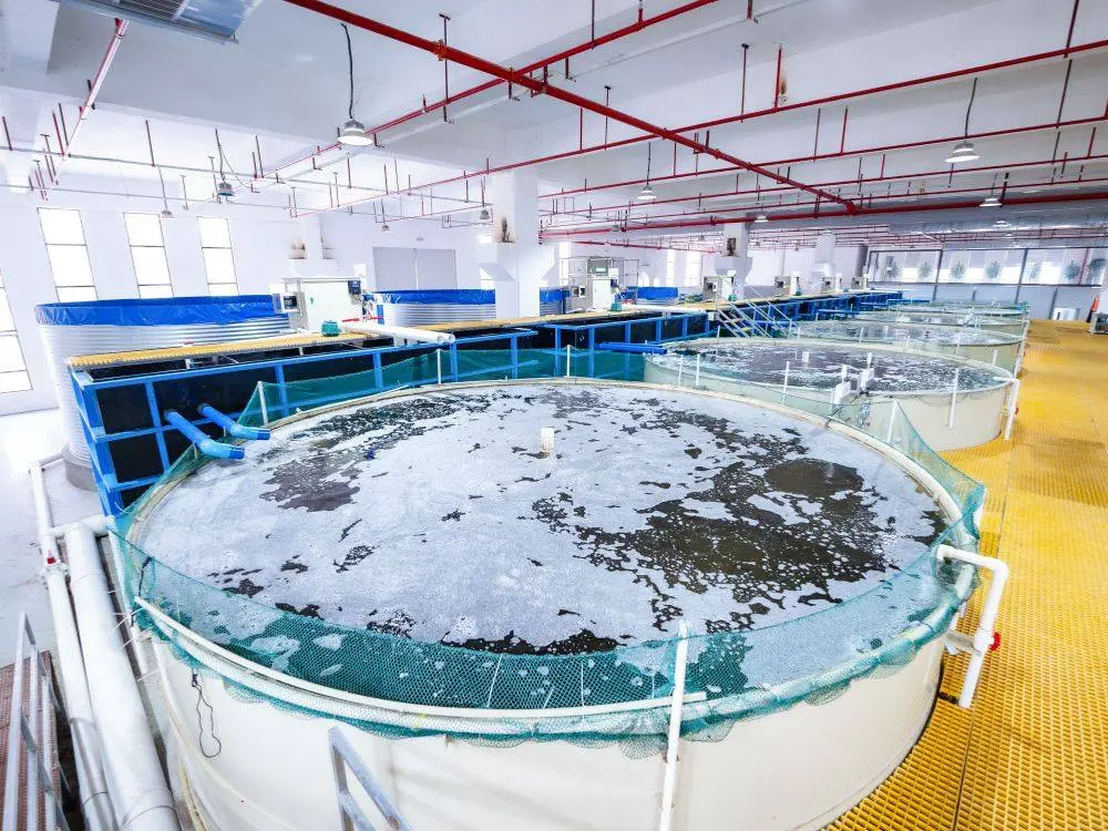 PP Fish Tank Project Showcase 2