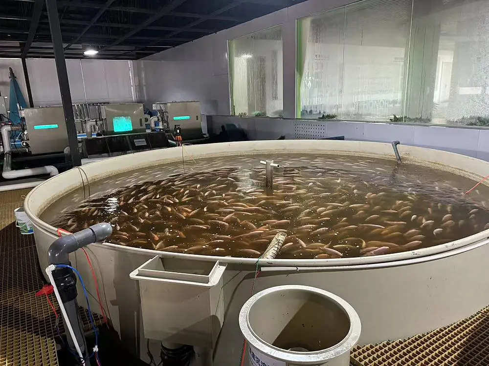 PP Fish Tank Project Showcase 3