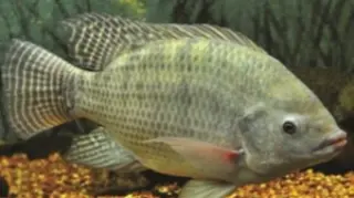 Tilapia