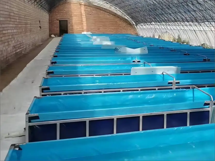 Tilapia farming in Colombia