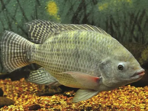 Tilapia