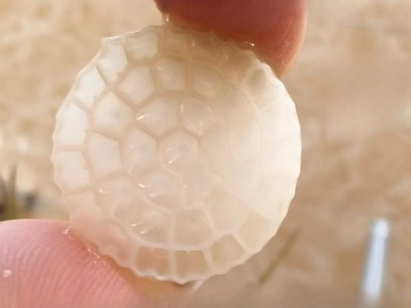 Filter media biofilm formation