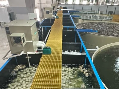 Large bass ras aquaculture farm filtration