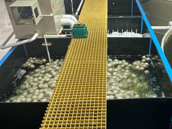 bio filter for ras sea bass farm