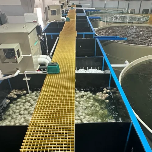 biological filtration for aquaculture commercial ras fish farm
