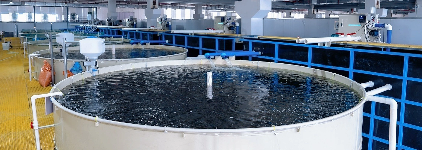 High-density recirculating aquaculture system project
