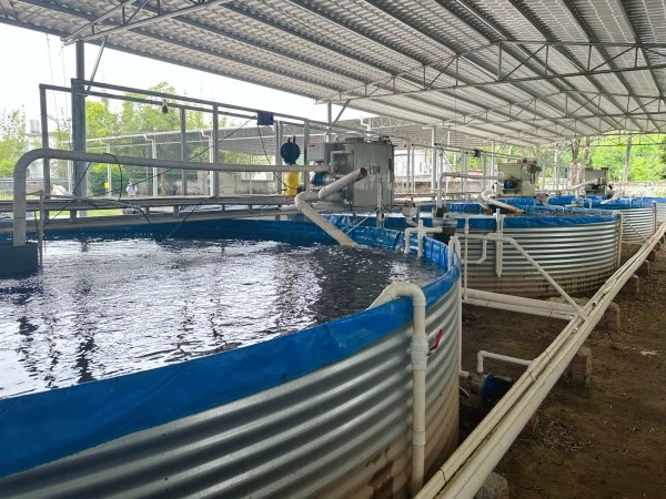 freshwater recirculation aquaculture systems